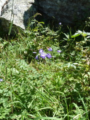 Campanula rhomboidalis