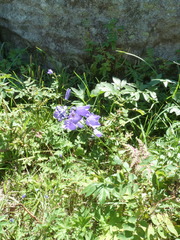 Campanula rhomboidalis