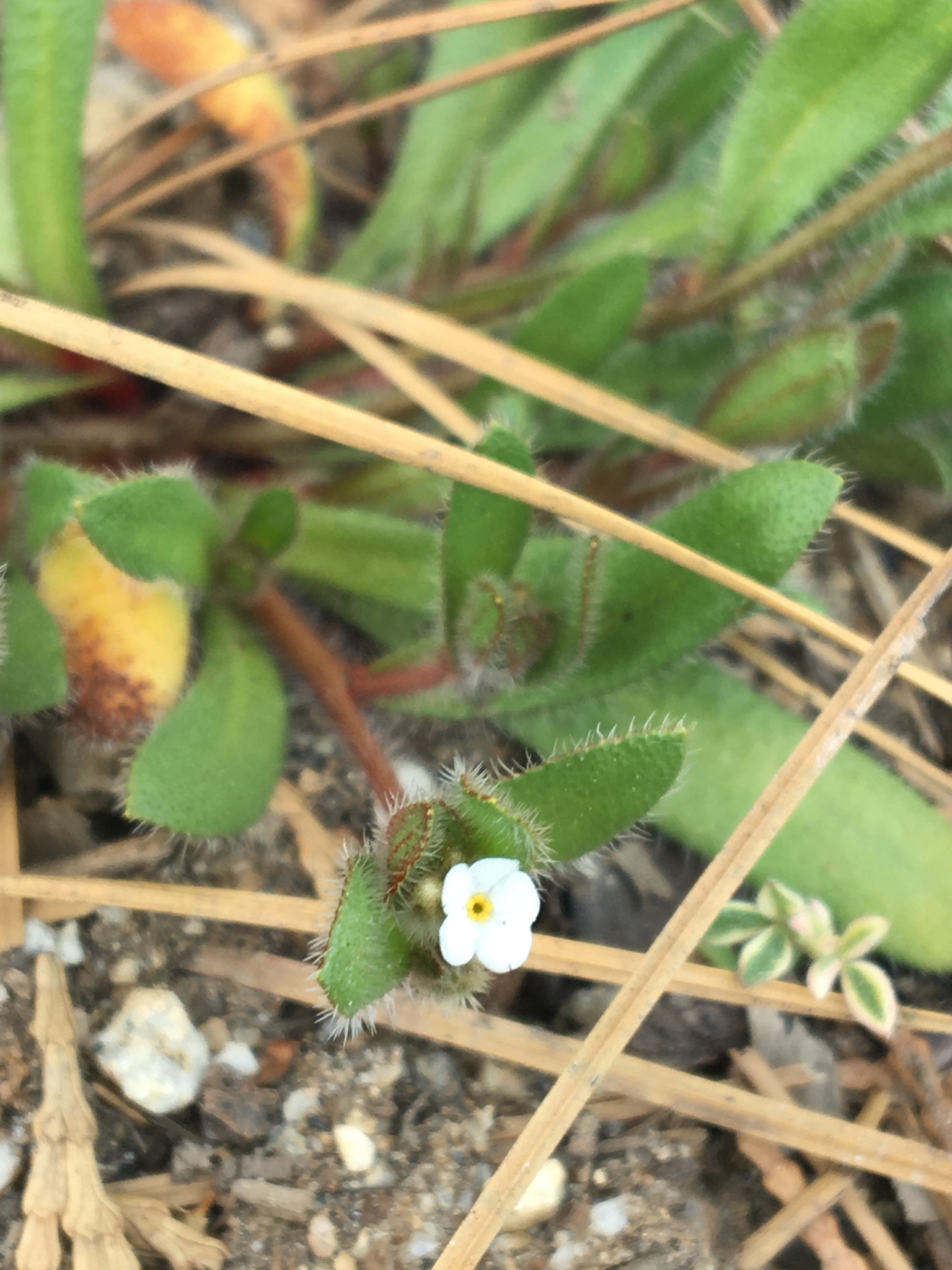 Plagiobothrys torreyi var. diffusus