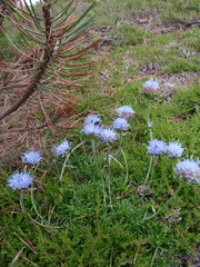Jasione crispa