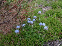 Jasione crispa