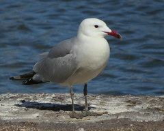 Ichthyaetus audouinii