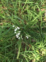 Allium triquetrum