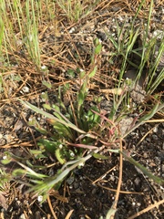 Plagiobothrys torreyi diffusus