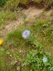 Jasione