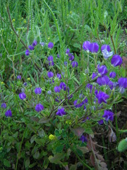 Legousia speculum-veneris