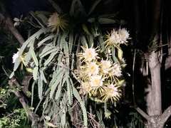 Selenicereus costaricensis