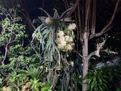 Selenicereus costaricensis