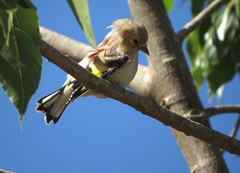 Carduelis carduelis