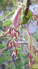 Acer negundo