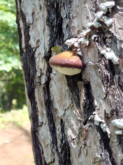 Cryptoporus volvatus
