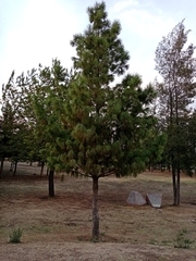 Pinus