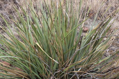 Dasylirion cedrosanum