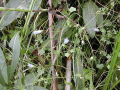 Hesperocodon hederaceus