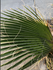 Washingtonia robusta