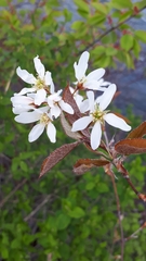 Amelanchier