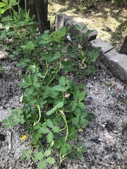 Arachis hypogaea