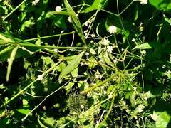 Pfaffia glomerata