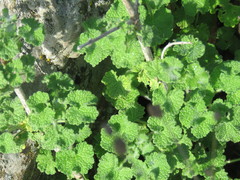 Pseudodictamnus undulatus