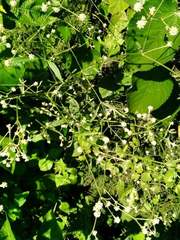 Pfaffia glomerata