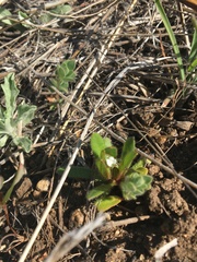 Plagiobothrys torreyi