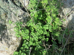 Pseudodictamnus undulatus