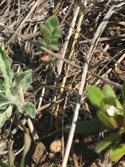 Plagiobothrys torreyi