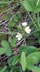 Fragaria virginiana