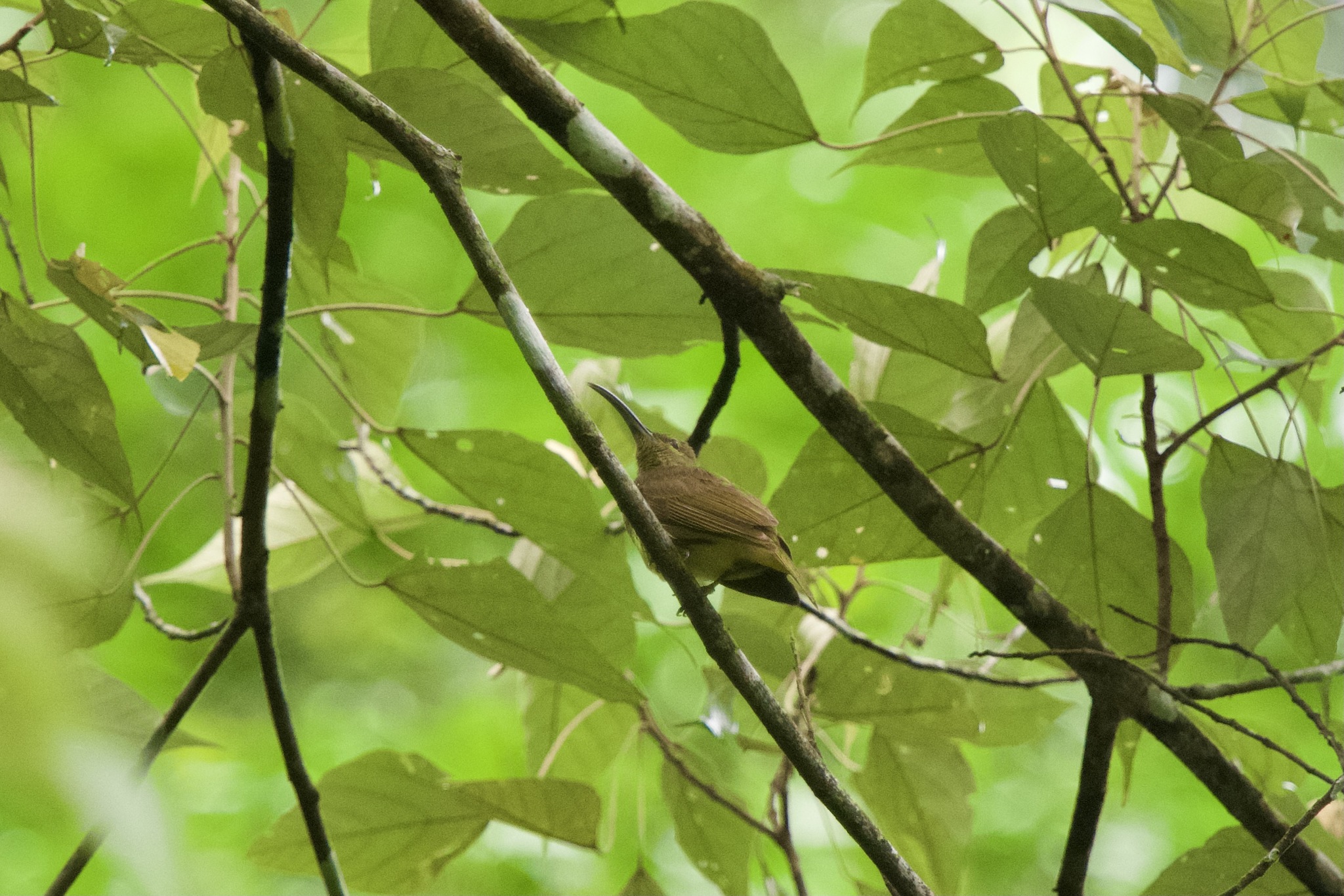 Thick-billed Spiderhunter (Arachnothera crassirostris), photo 5