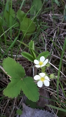 Fragaria virginiana