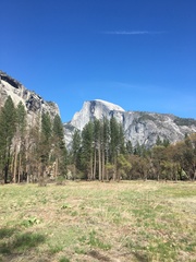 Plagiobothrys torreyi