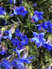 Lithodora