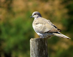 Streptopelia decaocto