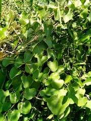 Aristolochia argentina