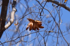Pristimera celastroides