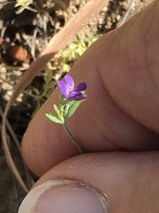 Collinsia parryi