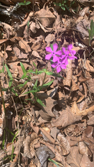 Phlox pilosa