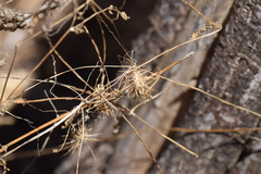 Echinopepon racemosus