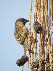 Passer domesticus