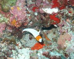 Cetoscarus ocellatus