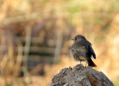 Phoenicurus ochruros