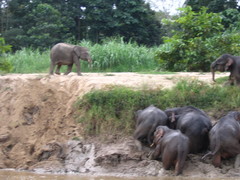 Elephas maximus borneensis