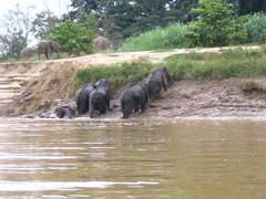 Elephas maximus borneensis