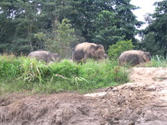 Elephas maximus borneensis