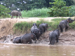 Elephas maximus borneensis