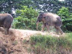 Elephas maximus borneensis