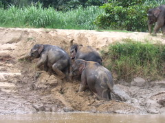 Elephas maximus borneensis