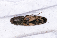 Pherhimius fascicularis