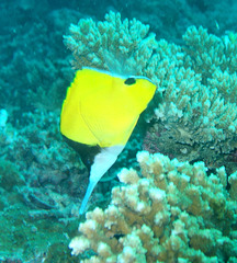 Forcipiger longirostris