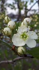 Crataegus canadensis